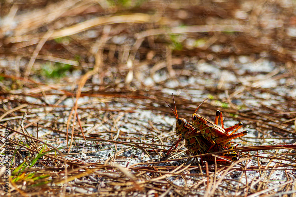 A pair of lubber grasshoppers mating A pair of lubber grasshoppers mating