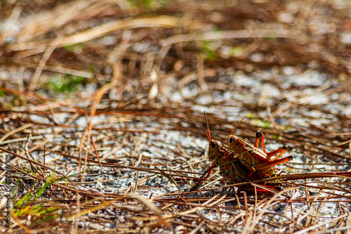 A pair of lubber grasshoppers mating  photo
