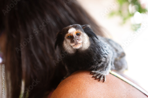 Fotografie A marmoset photographed on the shoulder of a biologist in Brazil, in the Atlanti