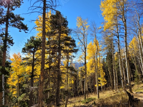 autumn in the forest