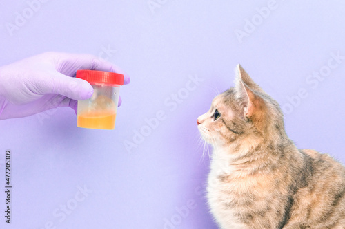 cute cat on a purple background gives a urine test, a hand in a rubber disposable glove holds a jar of urine,