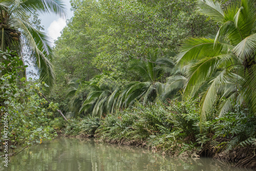 Green vegetation in the rainy season in Costa Rica, near Isla Damas.