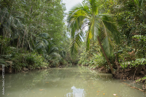 Green vegetation in the rainy season in Costa Rica, near Isla Damas.