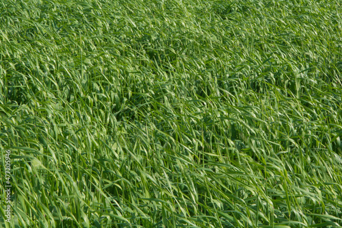 Pasturas para alimento de ganado, pastoreo, césped verde