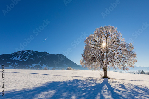 Allgäu - Winter - Malerisch - Baum - Grünten photo