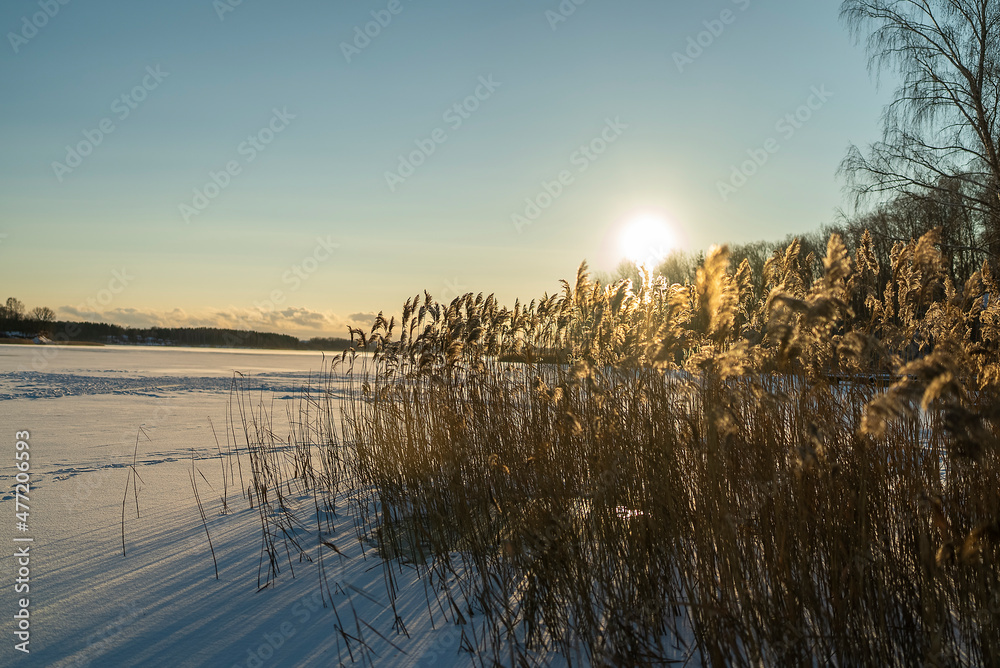 Fototapeta premium winter landscape of reeds on an ice-covered lake in the setting sun.