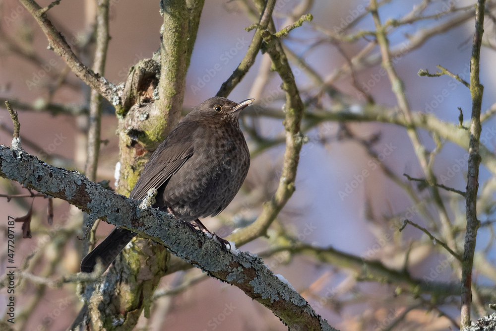 red thrush red thrush