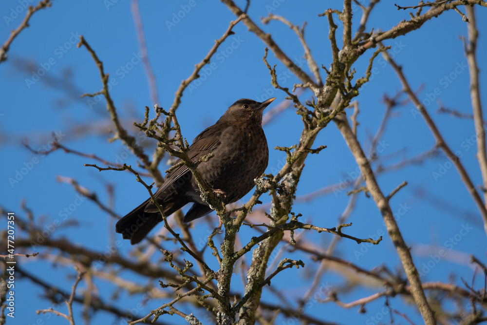 blackbird female blackbird female