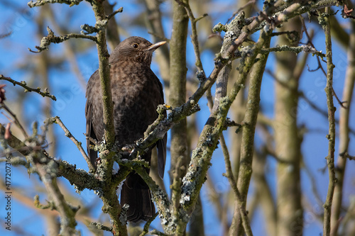 blackbird female