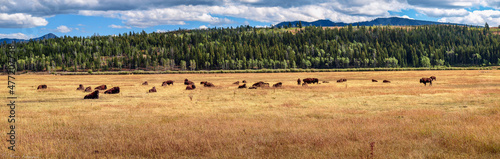 Panoramic view of the large expanse of the Grand Teton, WY, USA