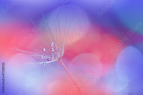 Beautiful Nature Background.Floral Art Design.Abstract Macro Photography.Pastel Flower.Dandelion Flowers.Blue Background.Creative Artistic Wallpaper.Wedding Invitation.Celebration,love.Close up View.