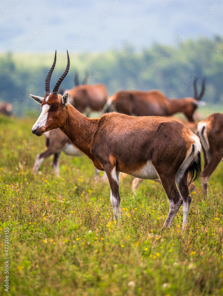 A group of Antelope grazing in floral grassland of Africa A group of Antelope grazing in floral grassland of Africa