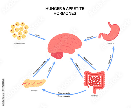 Hunger appetite hormones photo