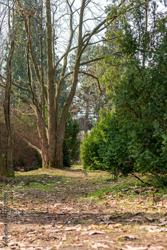 Early spring park. Footpath among tall trees.