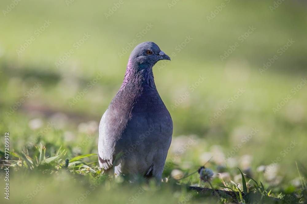 large gray and purple pigeon standing in a field of green grass, isolated from the background large gray and purple pigeon standing in a field of green grass, isolated from the background