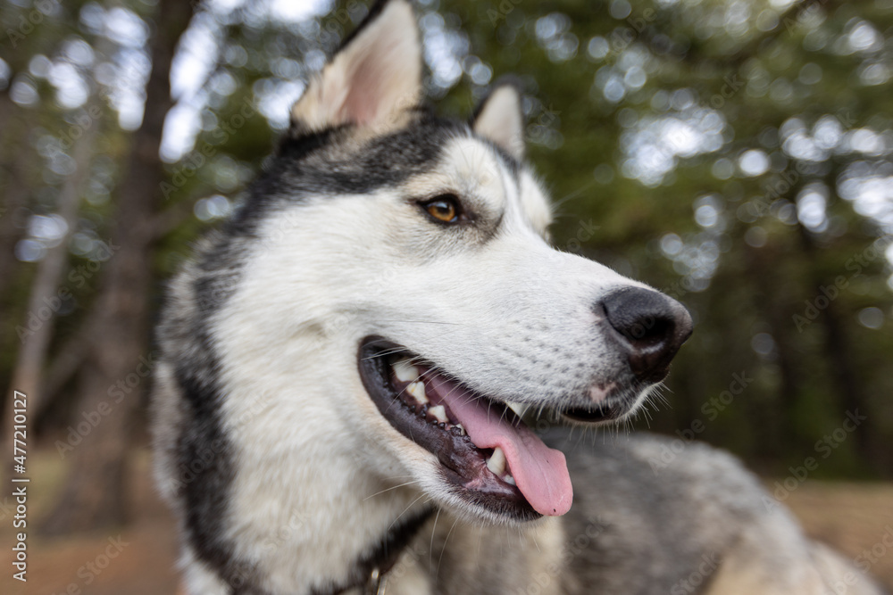 Siberian Husky Close Up