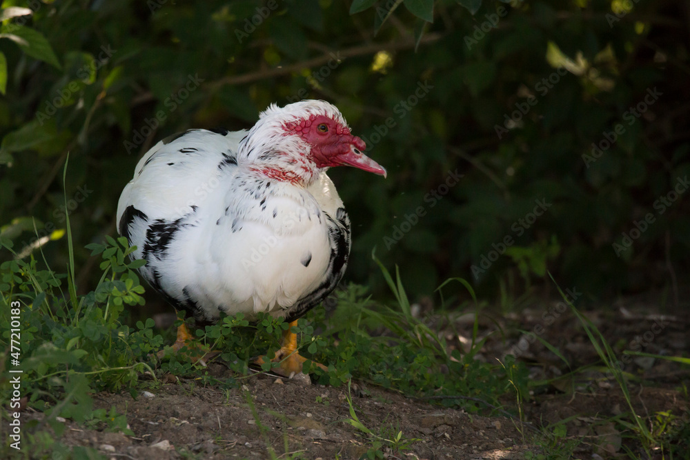 Muscovy Duck standing on dry land Muscovy Duck standing on dry land