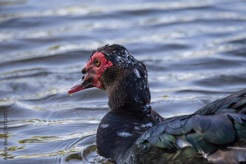 Muscovy Duck swimming in water, close up, portrait Muscovy Duck swimming in water, close up, portrait