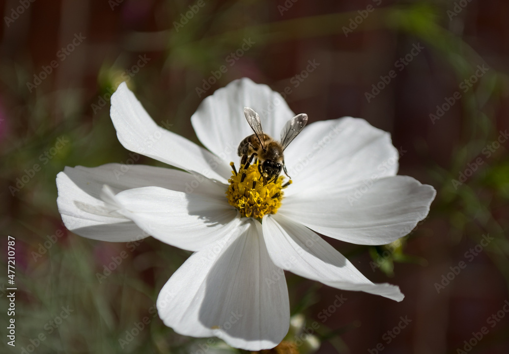 flower, nature, bee, garden, insect, plant, summer, macro, spring, white, blossom, bloom, pink, daisy, yellow, echinacea, flora, butterfly, flowers, beauty, pollen, purple, fly, closeup, petal flower, nature, bee, garden, insect, plant, summer, macro, spring, white, blossom, bloom, pink, daisy, yellow, echinacea, flora, butterfly, flowers, beauty, pollen, purple, fly, closeup, petal
