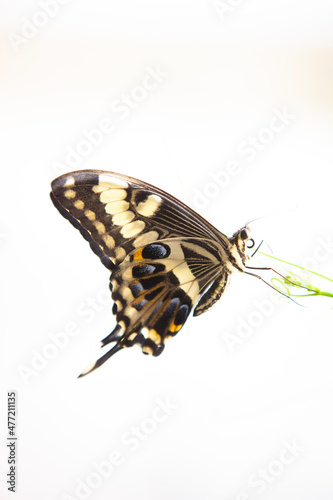 butterfly on a branch