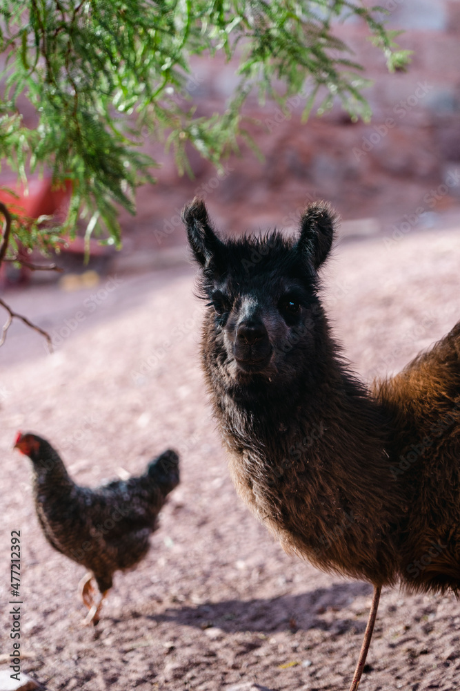 llama and chicken in the zoo