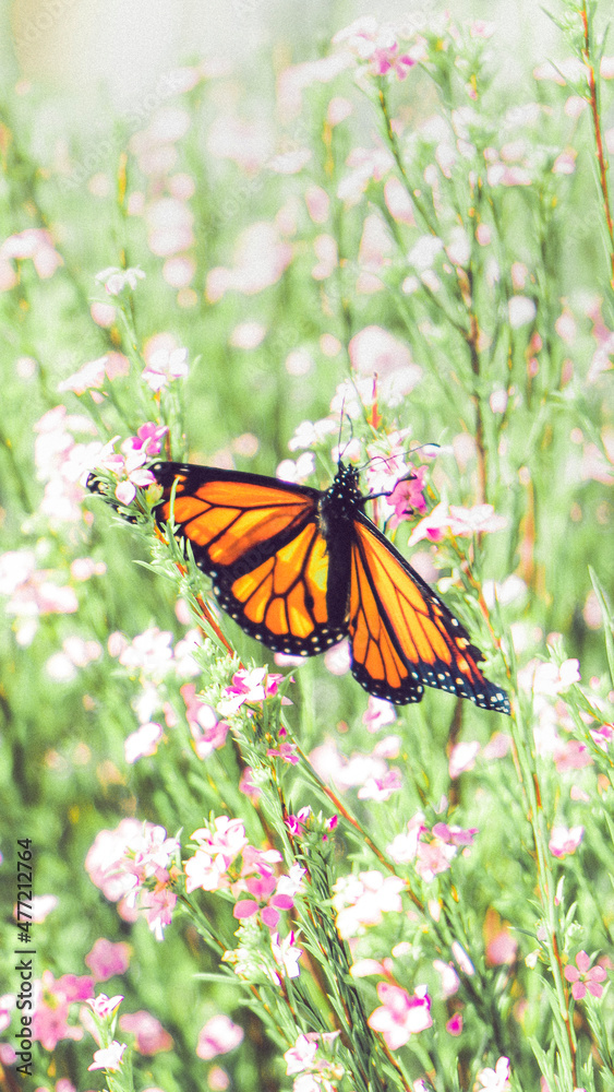 Obraz premium Butterfly on Flower