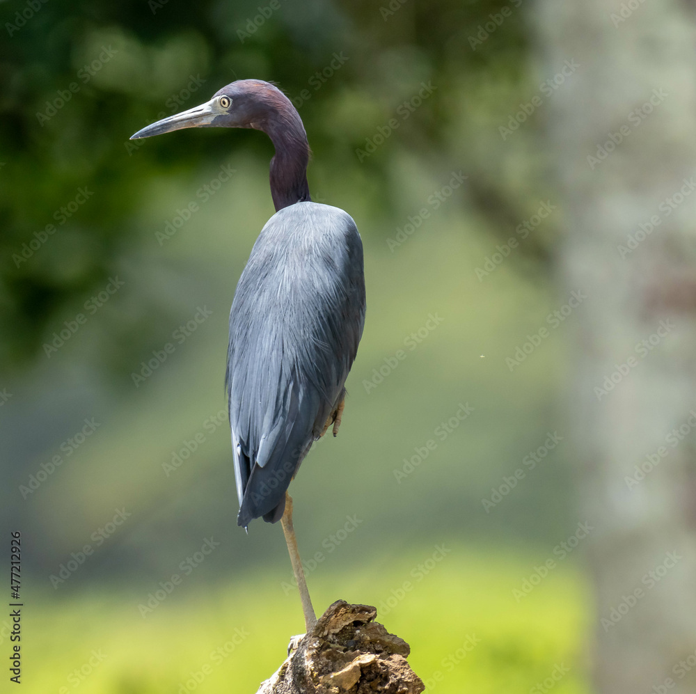 Fototapeta premium Little Blue Heron - Costa Rica
