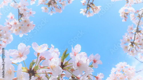 コピースペースのある鮮やかな空とピンクの桜の春の背景