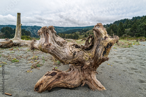 A twisted piece of driftwood on the beach at Humboldt Lagoon State Park, California, USA