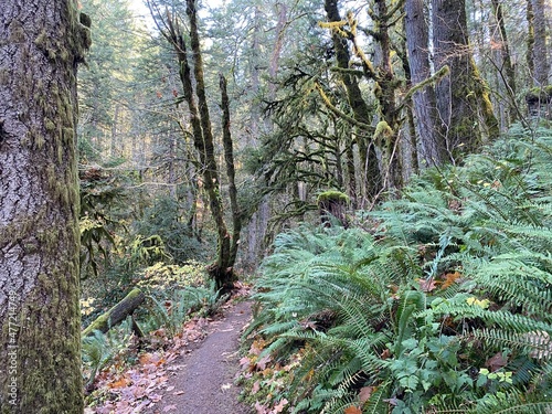 Pacific Northwest Forest Trail