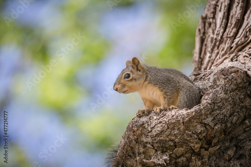 brown fox squirrel sitting on a tree alone © Corey