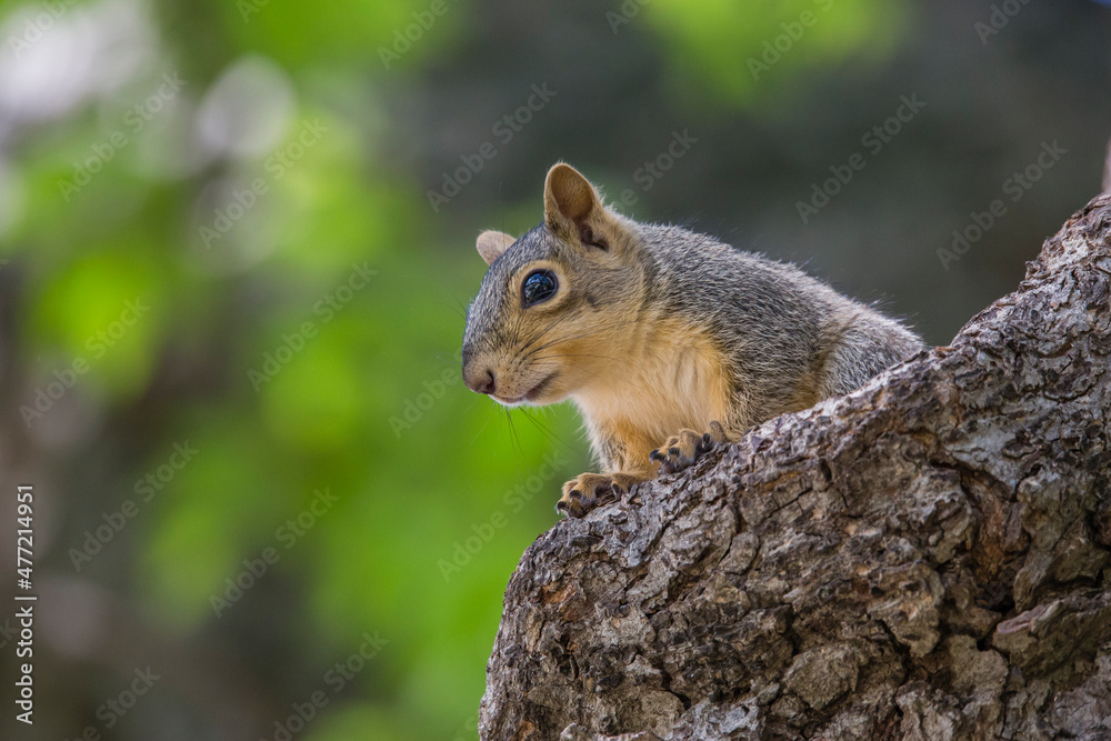 brown fox squirrel sitting on a tree alone brown fox squirrel sitting on a tree alone