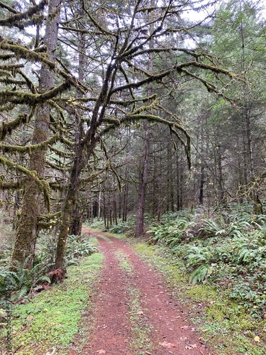 Trail in the Woods