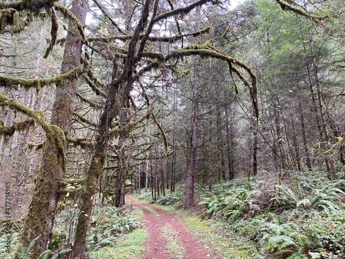 Trail Through the Forest