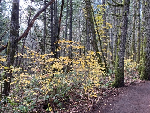Autumn in the Woods