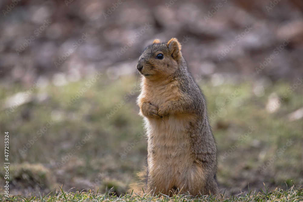 Naklejka premium fox squirrel standing by itself, close up