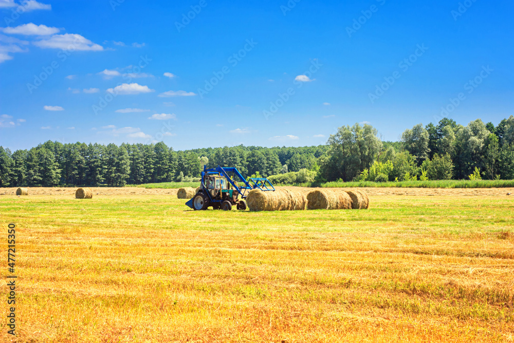 Fototapeta premium Rural landscape - tractor harvesting large round bales of straw in the field after harvest. Agricultural work, harvesting hay in the summer field