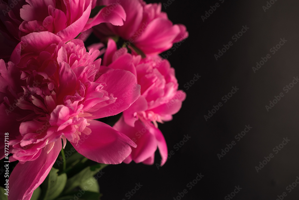 Beautiful bouquet of pink and white Peonies against a black background. Floral spring seasonal wallpaper. Macro photography softfocused peony. Beautiful bouquet of pink and white Peonies against a black background. Floral spring seasonal wallpaper. Macro photography softfocused peony.
