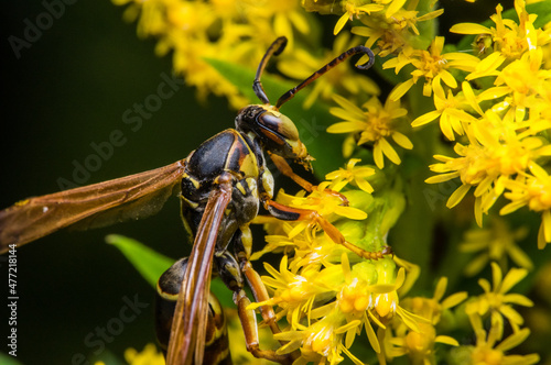 close up of paper wasp perched on goldenrod leaves, isolated from the background