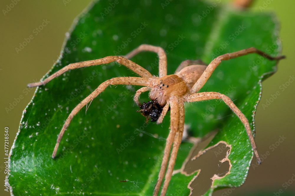 brown, tan spider on a green leaf eating a bug brown, tan spider on a green leaf eating a bug