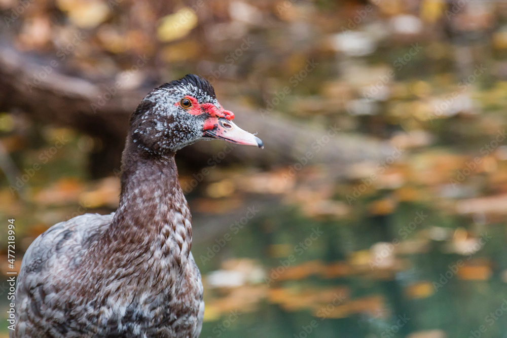 large, gray and brown duck with red face, portrait large, gray and brown duck with red face, portrait