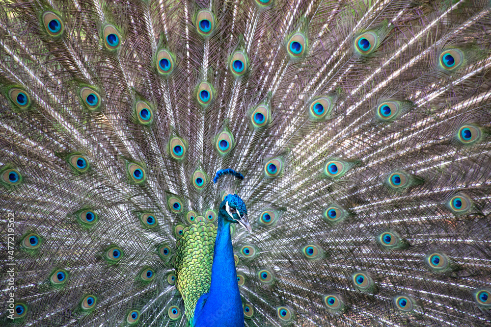Obraz premium Blue and green beautiful peacock, closeup. Colorful peacock feathers as a background 