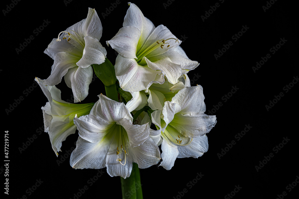 2021-12-27 SEVERAL WHITE COLORED STRIPED BARBADOS LILIES WITH A BLACK BACKGROUND