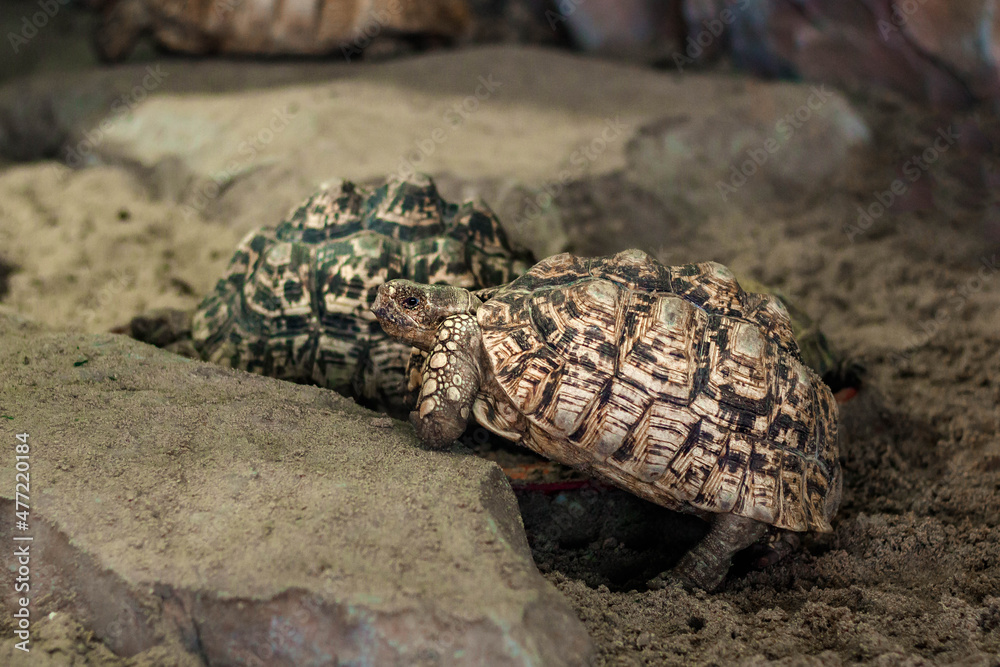 Obraz premium Two leopard turtles on a stone.