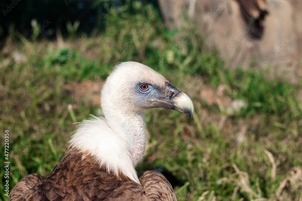 Griffon Vulture, Gyps fulvus portrait. Griffon Vulture, Gyps fulvus portrait.