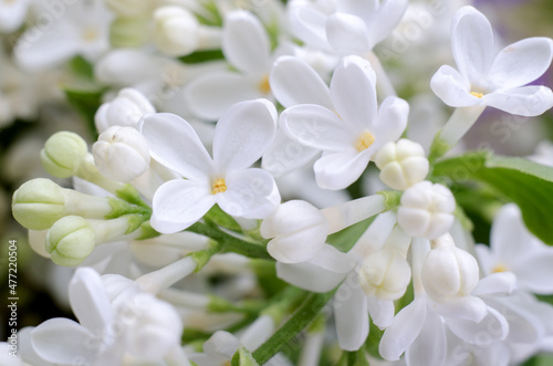 White lilac flowers close up. Spring seasonal floral background.