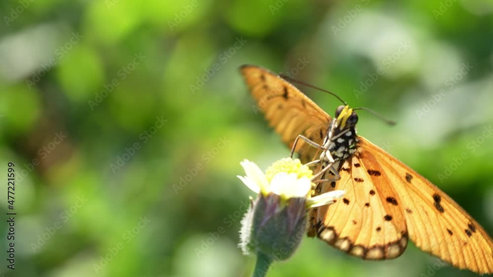 Butterfly feeding on lovely yellow flowers in blur garden background, Butterfly collecting pollen at yellow flower.