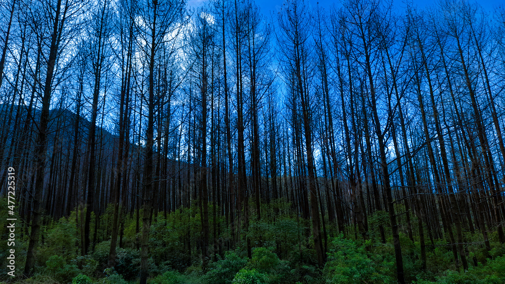 Obraz premium sunset in the forest