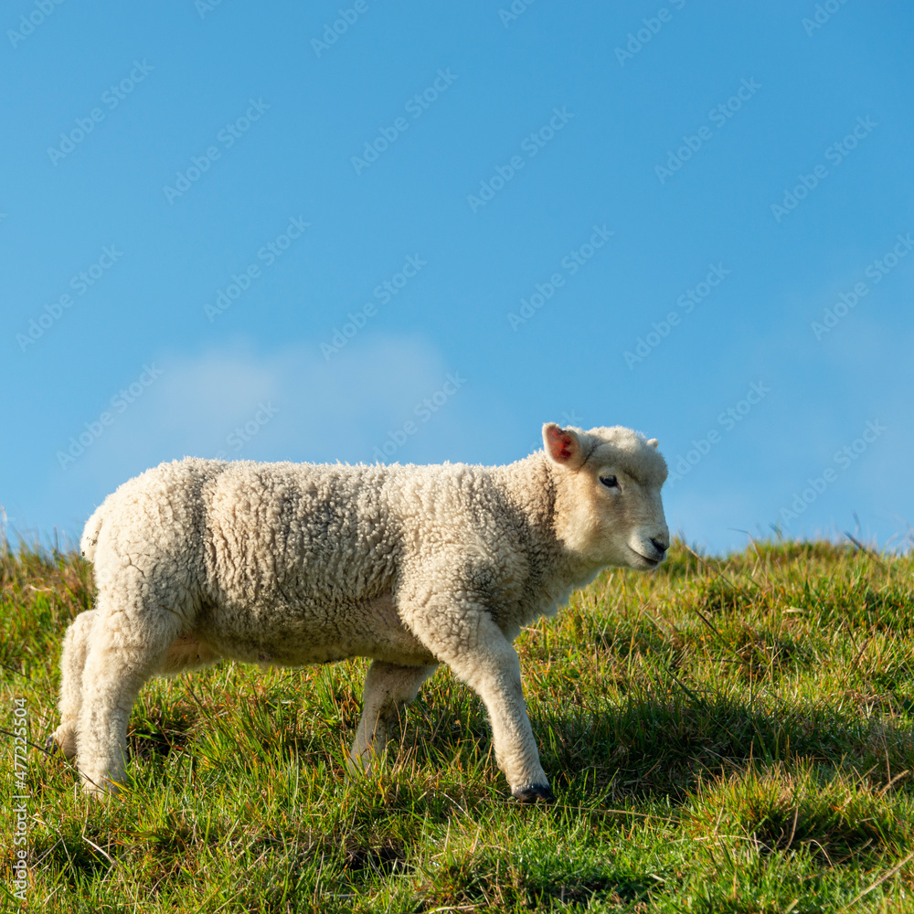 Obraz premium Lamb walking on the green hill against a blue sky, South Island. Vertical format.