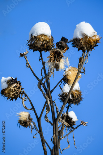 Cheerful towhee perched on an artichoke plant flowerhead feeding on seeds on a snowy winter day

